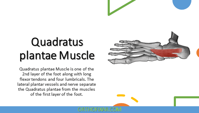  Quadratus plantae Muscle Anatomy 
