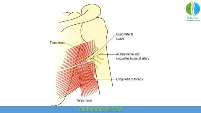 Axillary Nerve Injury 3 Quadrilateral space