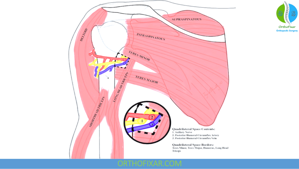 Quadrilateral Space Syndrome: Symptoms, Diagnosis & Treatment 3 Quadrilateral space syndrome