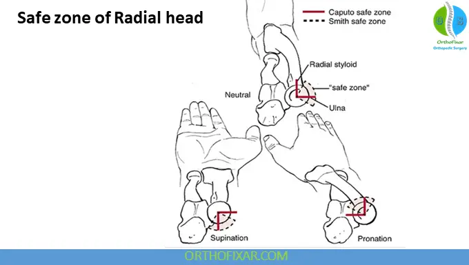 Radial Head safe zone