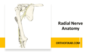 Radial Nerve Anatomy