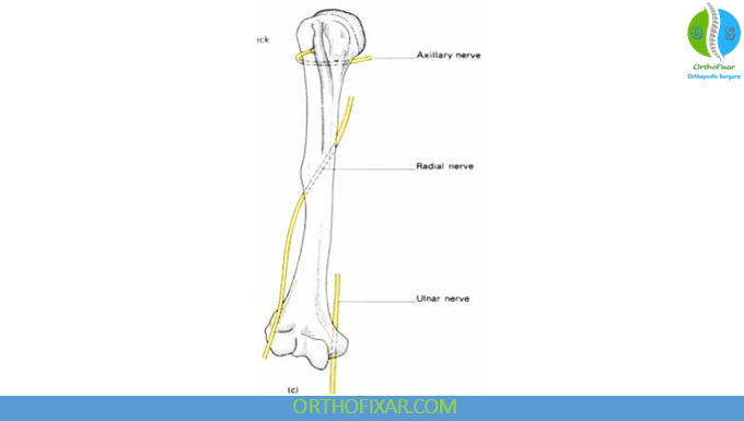 Radial Nerve in the arm
