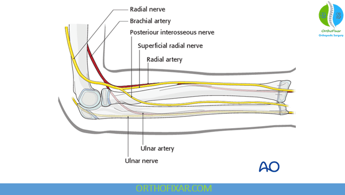 Radial Nerve in the forarm