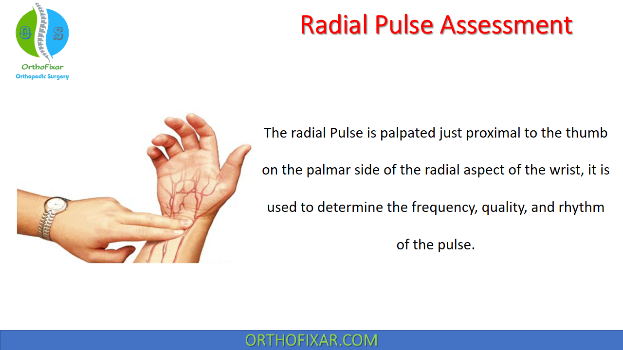 Radial Pulse Examination