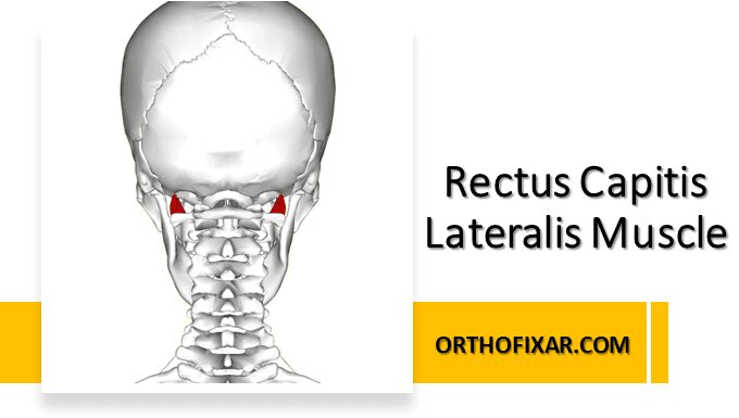 Rectus Capitis Lateralis Rectus Capitis Lateralis Muscle Wiki