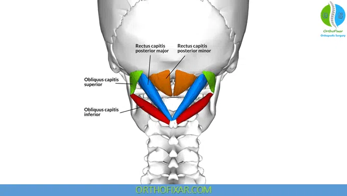 Rectus Capitis Posterior Major Muscle