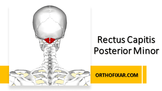 Rectus Capitis Posterior Minor