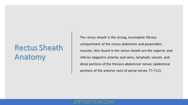 Rectus Sheath Anatomy