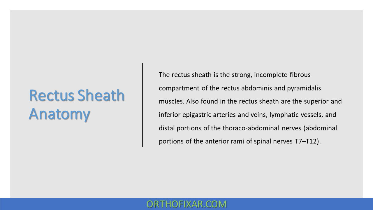  Rectus Sheath Anatomy 