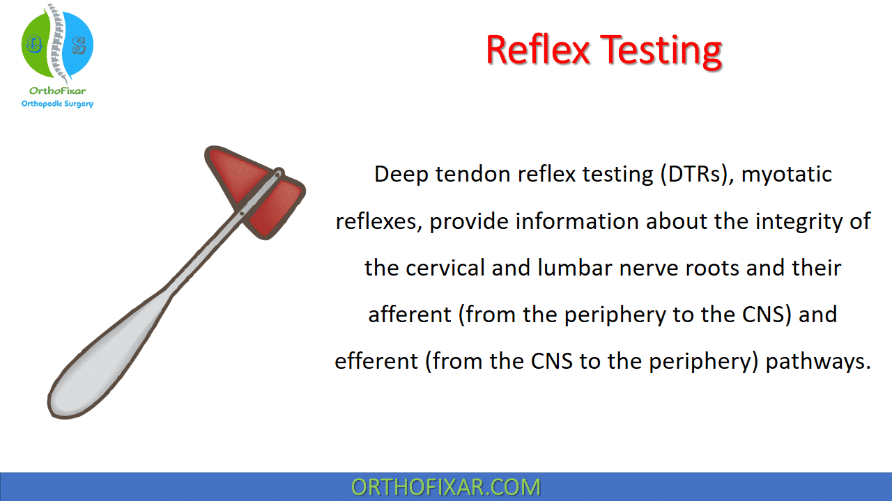 Reflex Testing Deep Tendon Reflexes