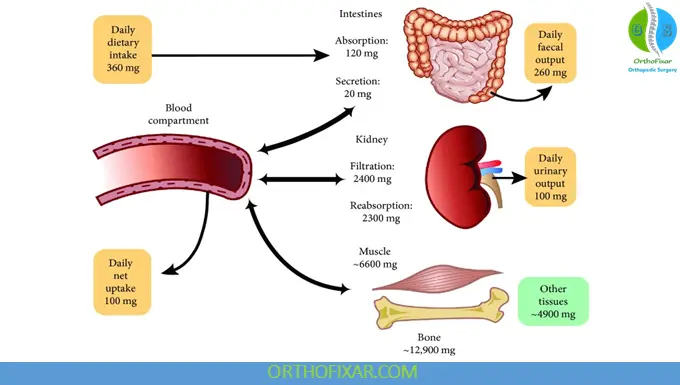 Regulation of Magnesium Balance