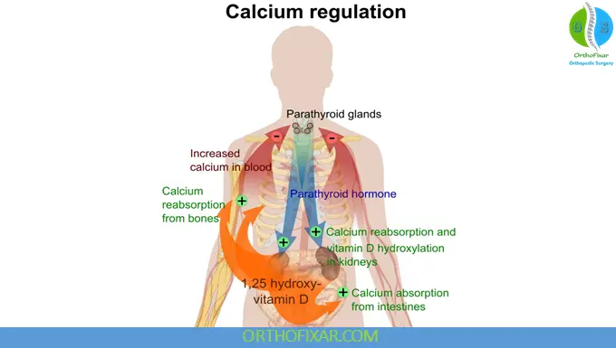 Regulation of PTH Secretion