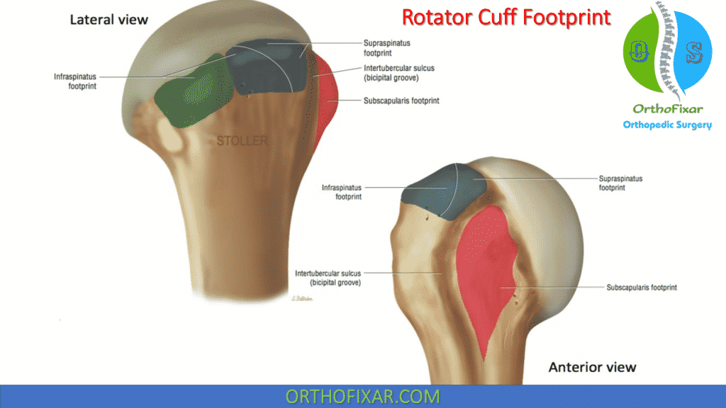 Rotator Cuff Footprint