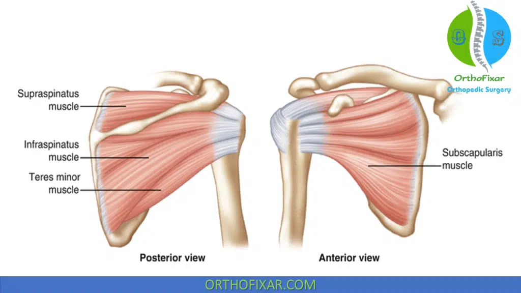 Rotator Cuff muscles