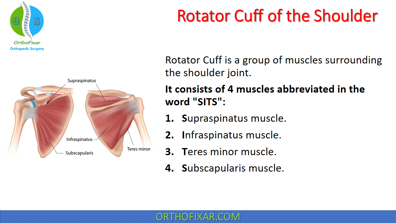  Rotator Cuff of the Shoulder 
