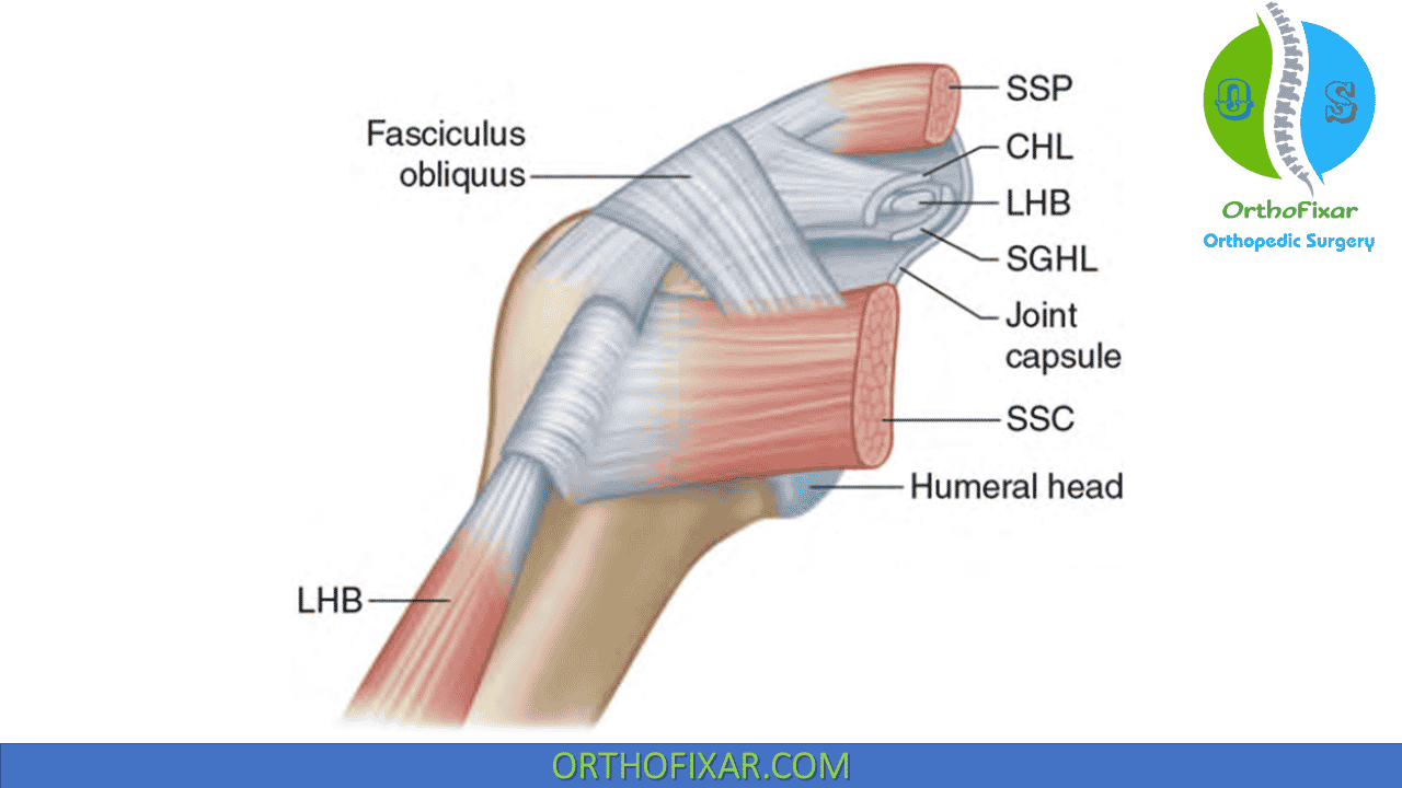 Rotator Cuff Interval | OrthoFixar 2024