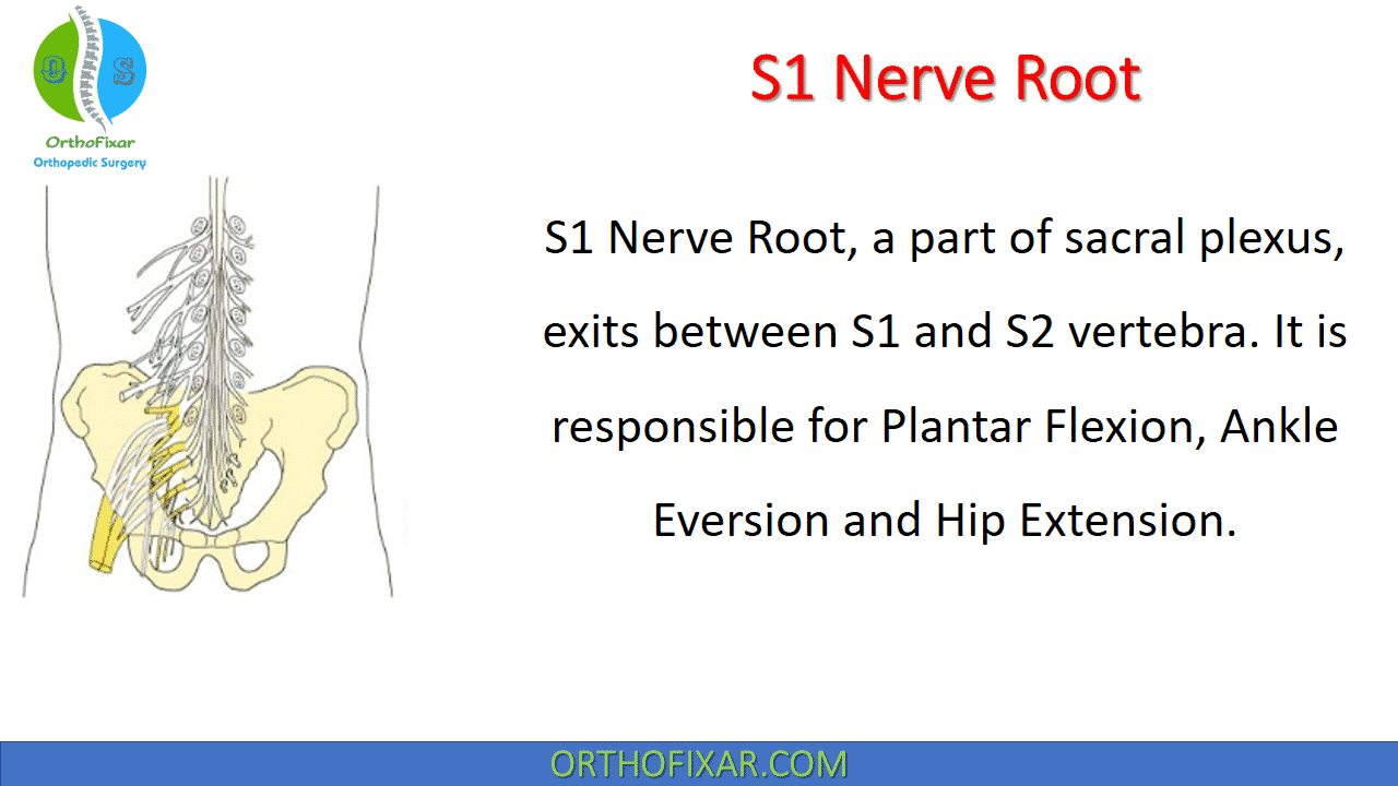 S1 Nerve Root Examination