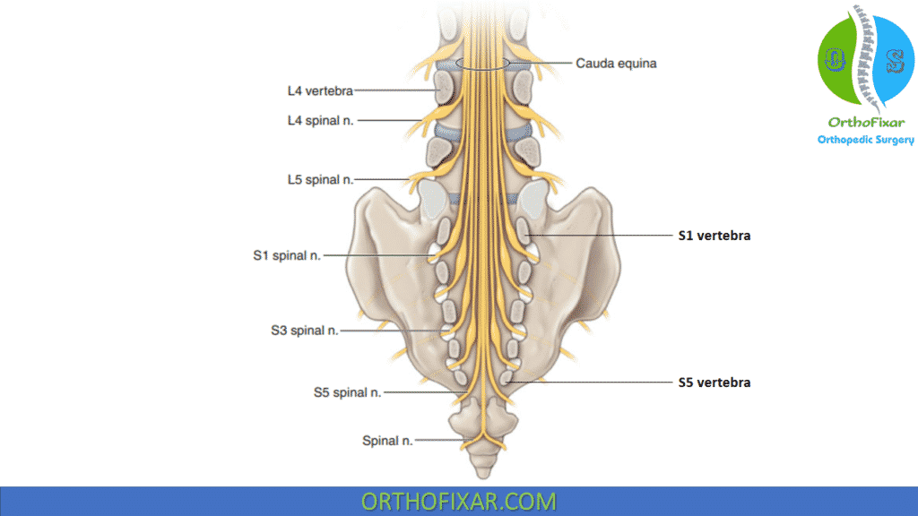 Sacral Nerve Roots anatomy