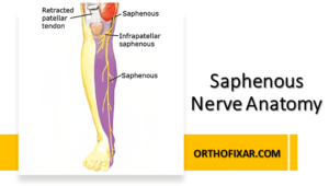 Saphenous Nerve Anatomy