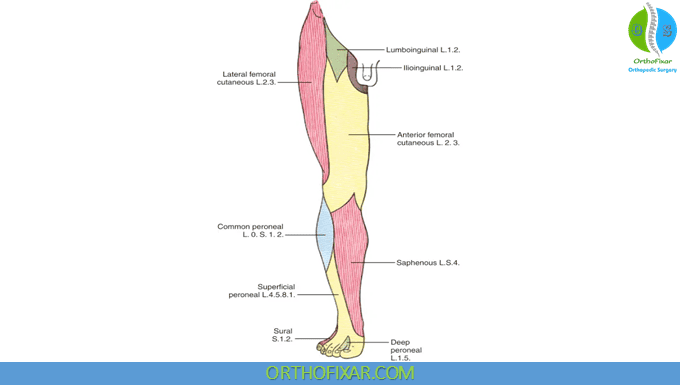 Saphenous Nerve Anatomy 2 Saphenous Nerve branches