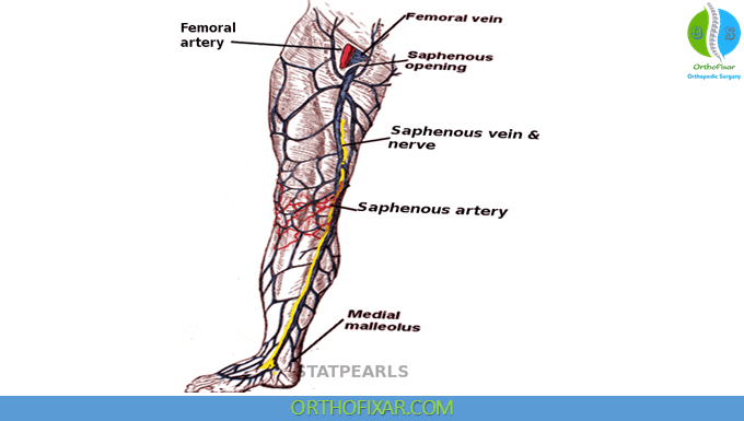 Saphenous Nerve Anatomy 1 Saphenous Nerve