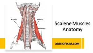 Scalene Muscles Anatomy