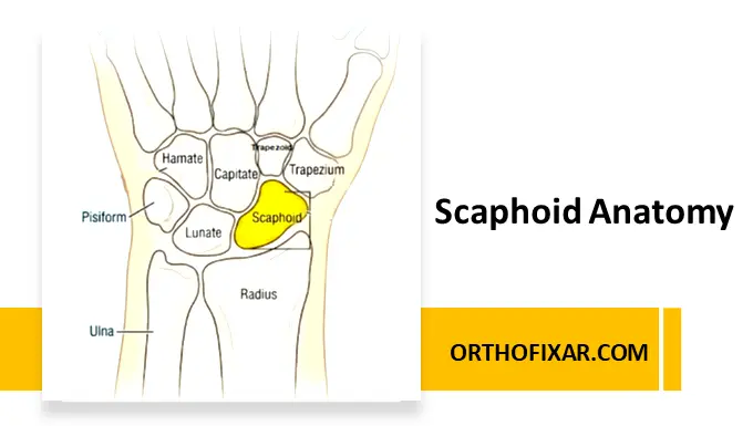 Scaphoid Anatomy