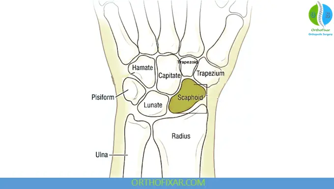 Scaphoid Anatomy wrist joint