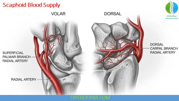 Scaphoid Blood Supply