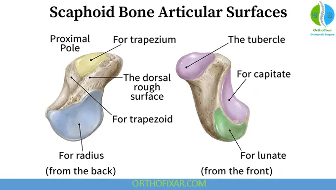 Scaphoid articular surfaces
