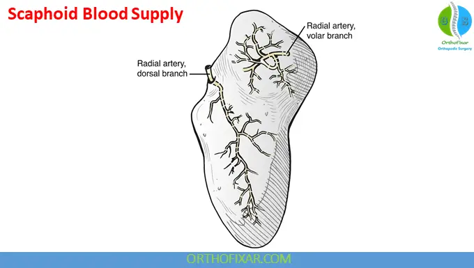 Scaphoid blood supply