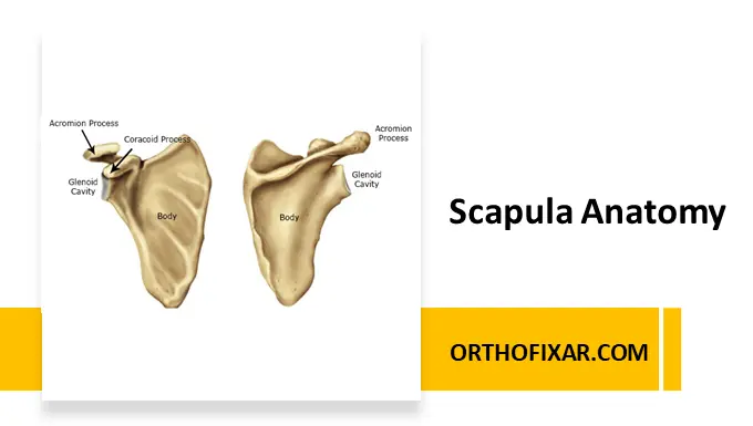 Scapula Anatomy