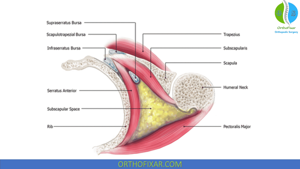 Scapula Bursal Anatomy