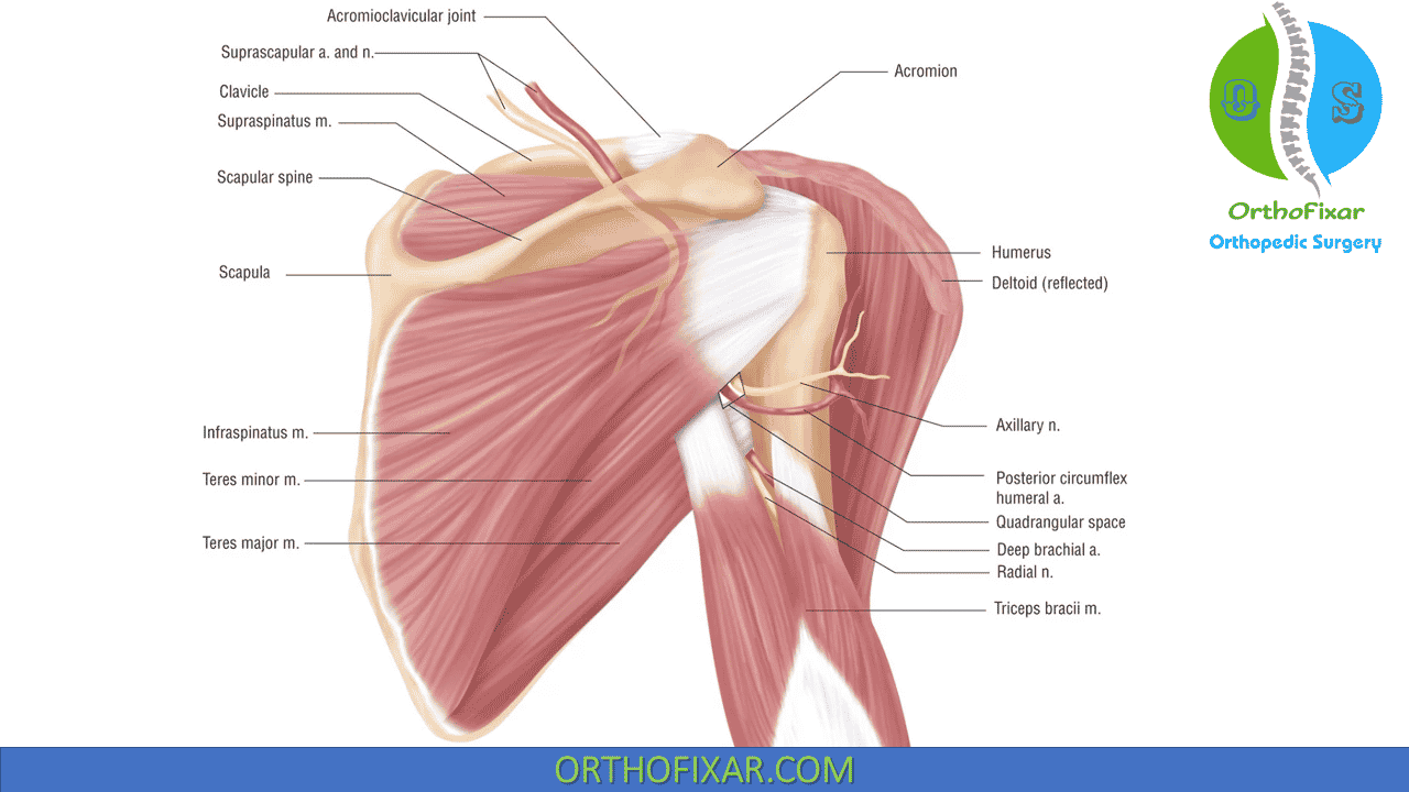 Scapula Anatomy OrthoFixar 2023