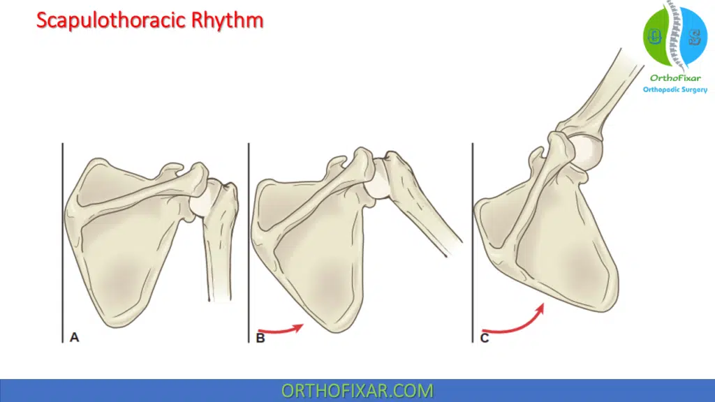 Scapulothoracic Rhythm