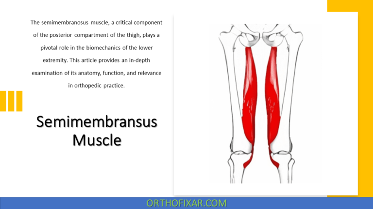 Semimembranosus Muscle Anatomy