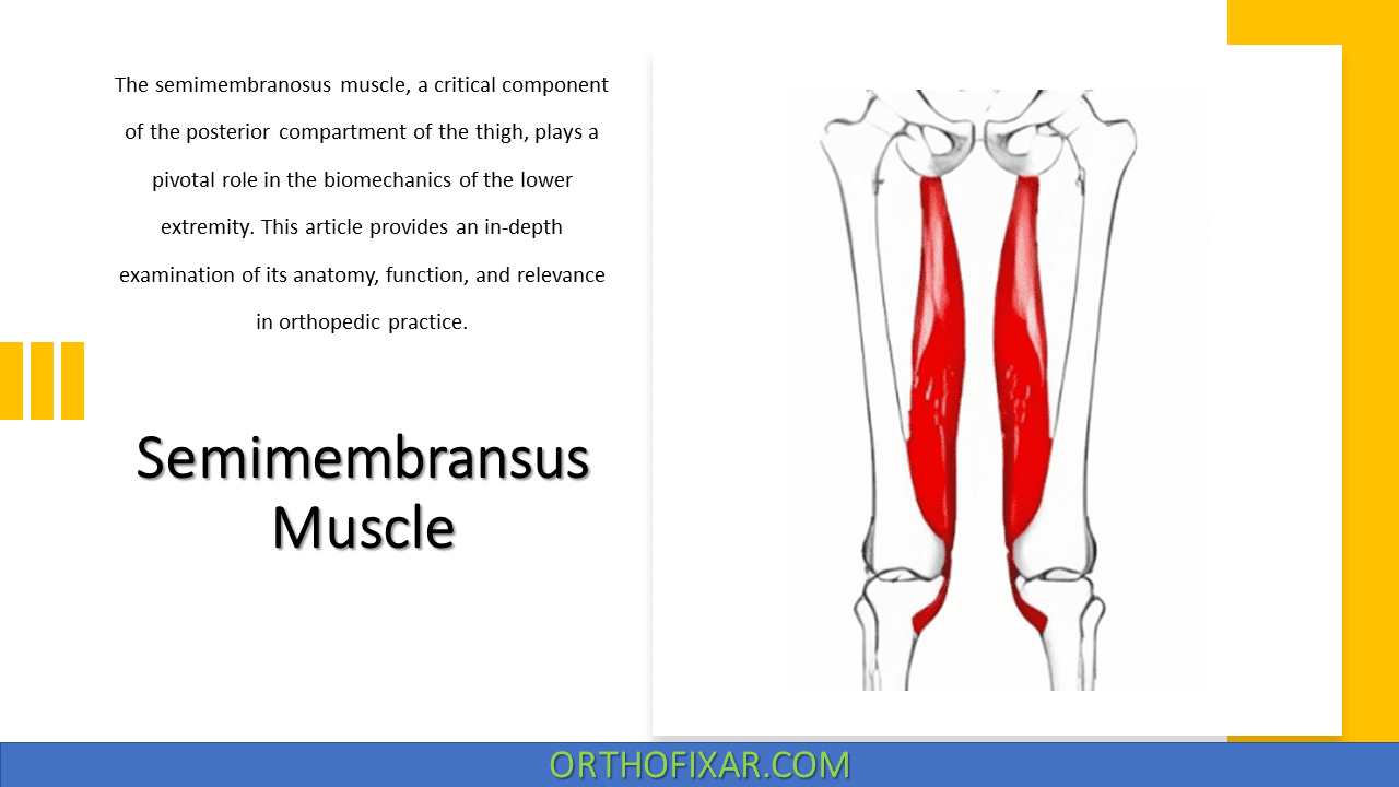  Semimembranosus Muscle Anatomy & Function 
