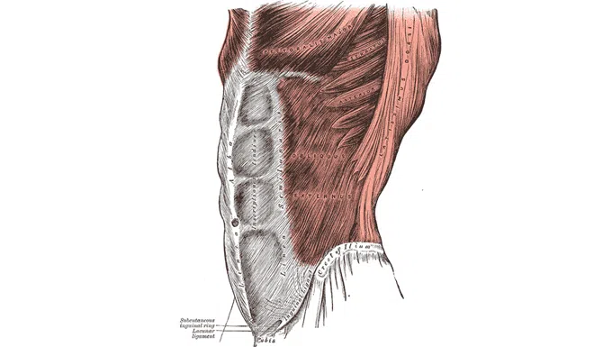 Serratus Anterior Muscle Pain
