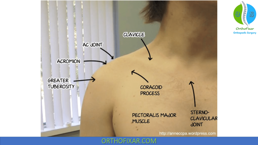 Shoulder Joint Palpation points