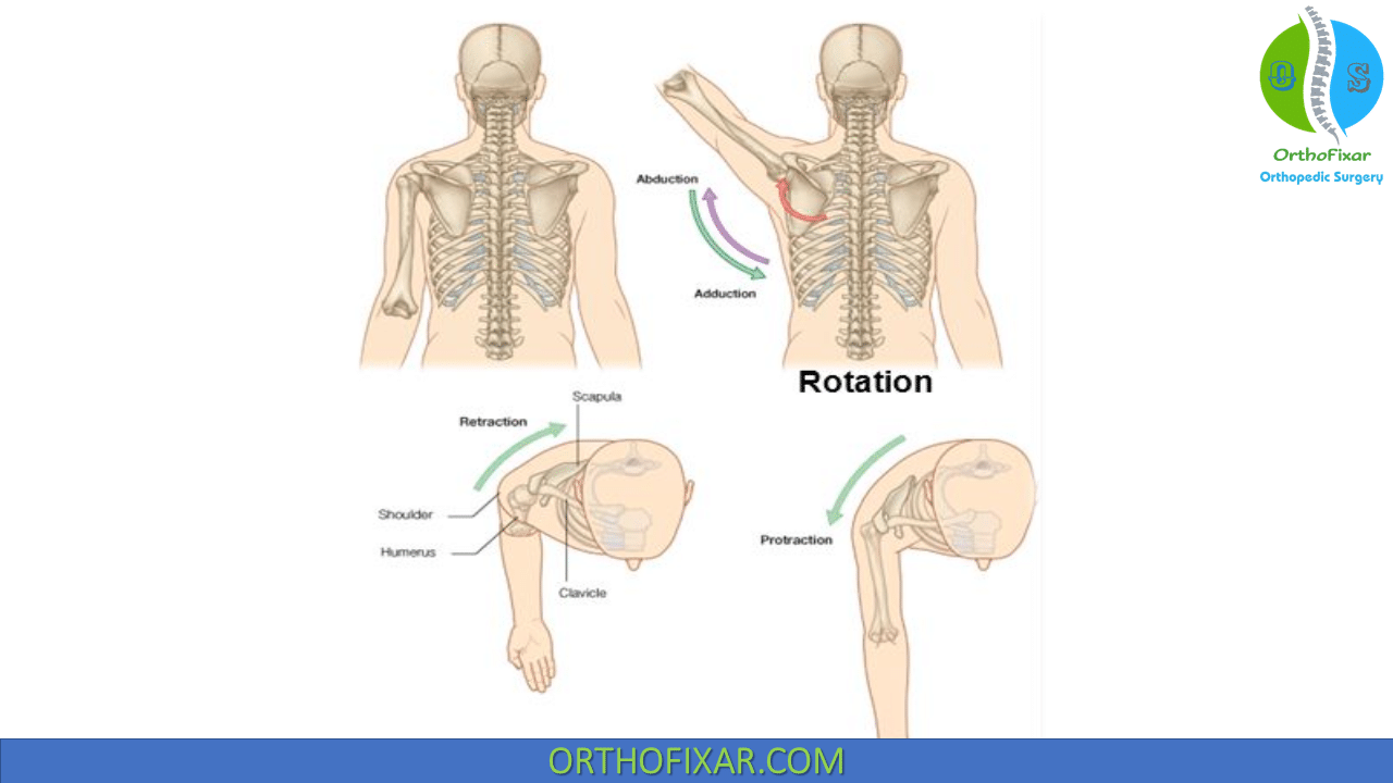 Shoulder Examination Easy Tutorial OrthoFixar 2024