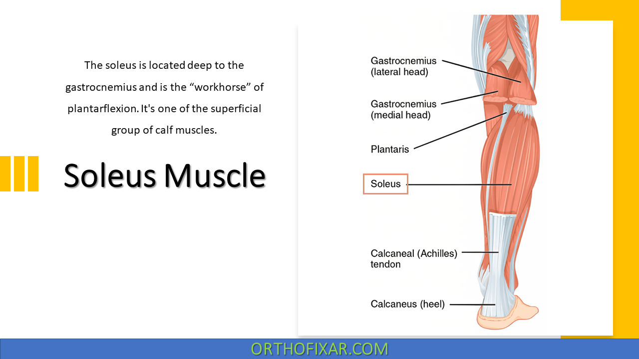  Soleus Muscle Anatomy & Function 