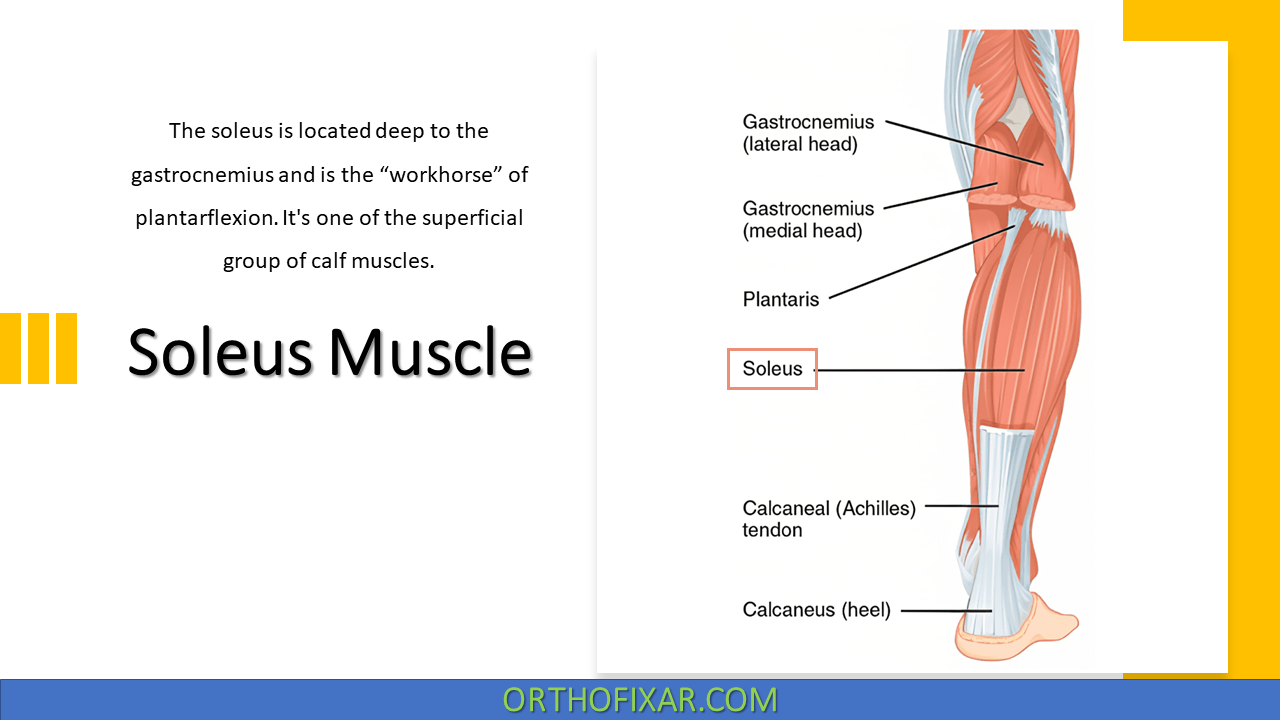 Soleus M Origin And Insertion Soleus M Origin And Insertion