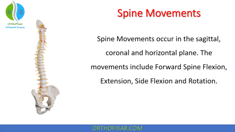 Spine Movements