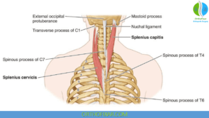 Splenius Function Splenius Capitis & Cervicis Muscles: Anatomy, Function, And Clinical ...