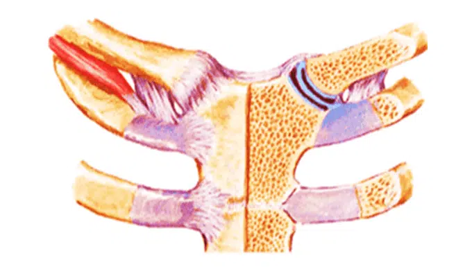 Sternoclavicular Joint Pain: Causes, Symptoms, and Treatment 1 Sternoclavicular Joint