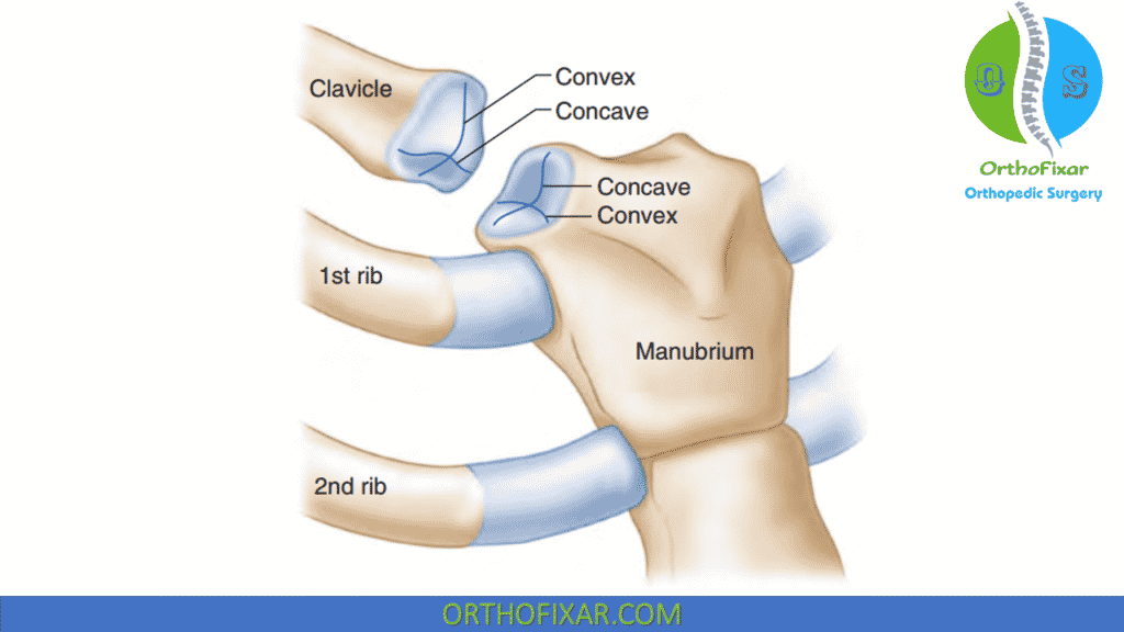 Sternoclavicular Joint Osseous Anatomy