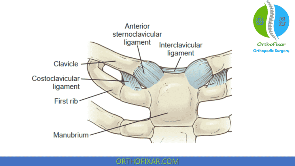 Sternoclavicular joint