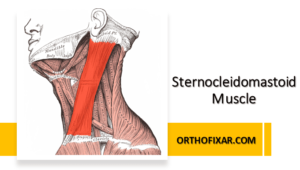 Sternocleidomastoid Muscle Anatomy