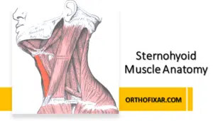 Sternohyoid Muscle Anatomy