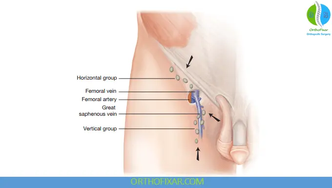 Lymphatic System Anatomy 2 Superficial inguinal lymph nodes